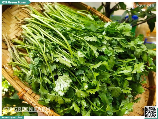 Ngò rí (rau mùi ta)