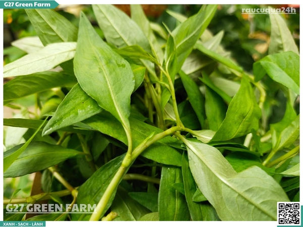 Rau răm miền Tây