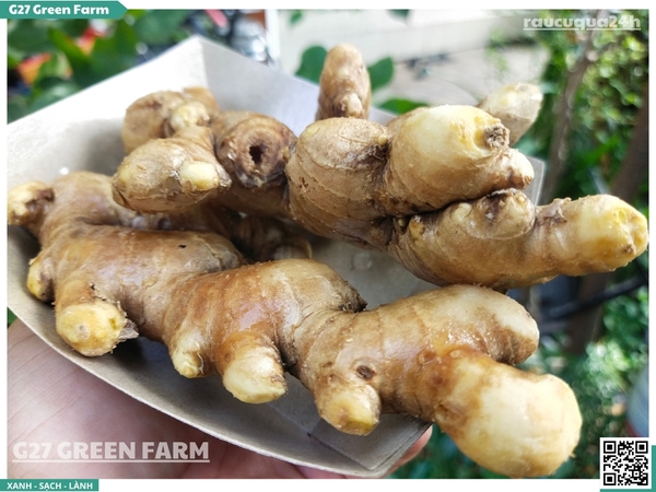 Gừng sẻ (gừng ta)