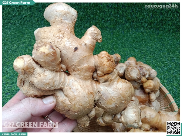 Gừng Trâu