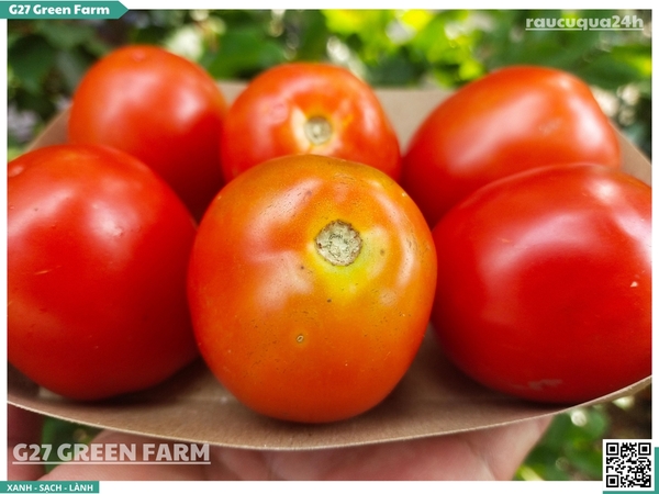 Cà chua rita size 8 - 10 trái /kg