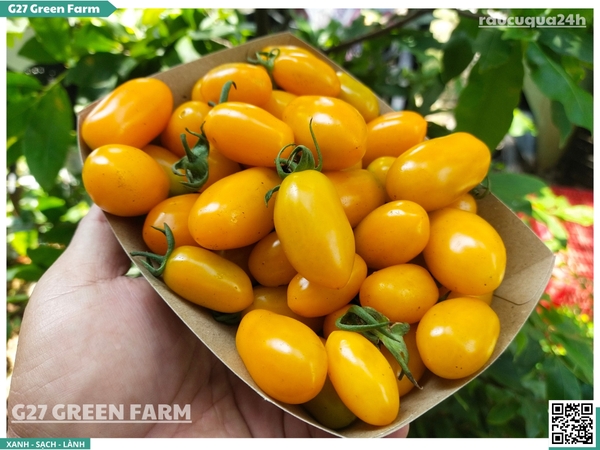 Cà chua cherry cam sữa