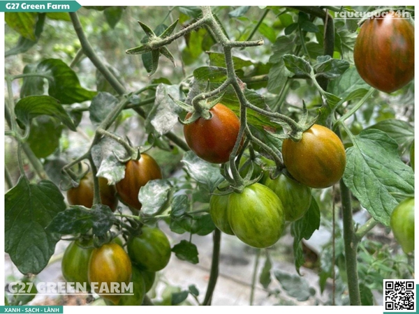 Cà chua cherry socola