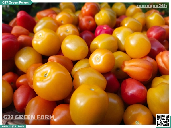 Cà chua cherry táo