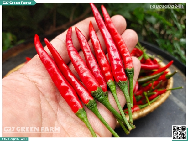 Ớt chỉ thiên đỏ