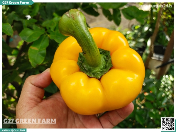 Ớt chuông vàng 150g up