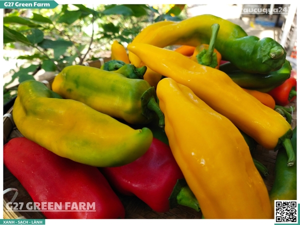 Ớt Palermo loại 2