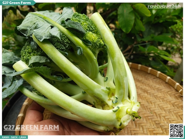 Bông lơ xanh còn cuống lá