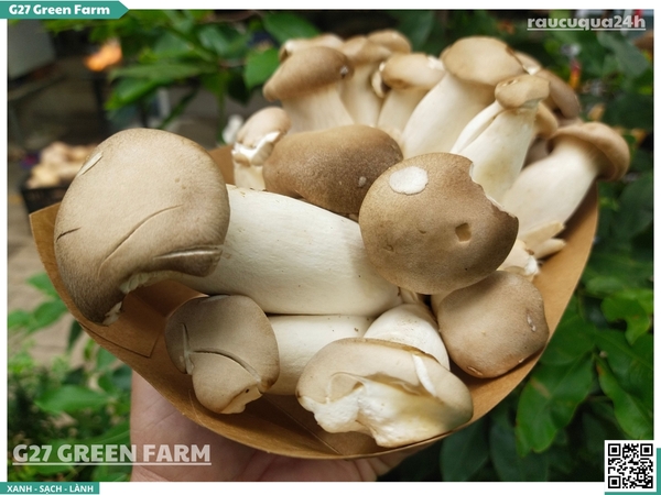 Nấm đùi gà nhỏ