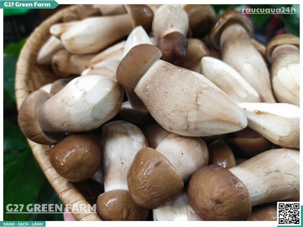 Nấm mối đen vip