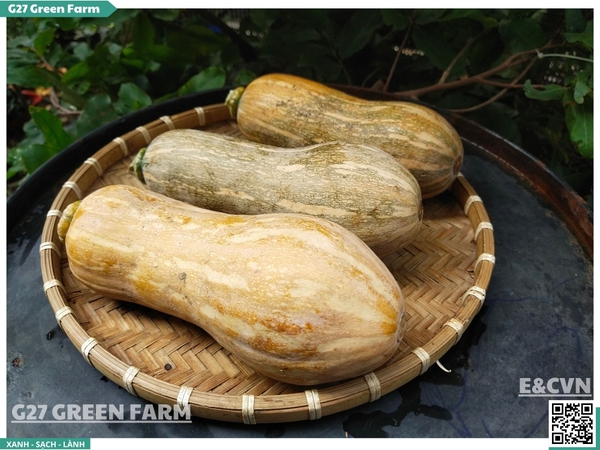 Bí đỏ hồ lô