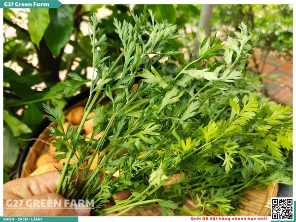 Cà rốt baby tròn