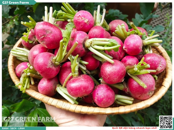 Củ cải đường