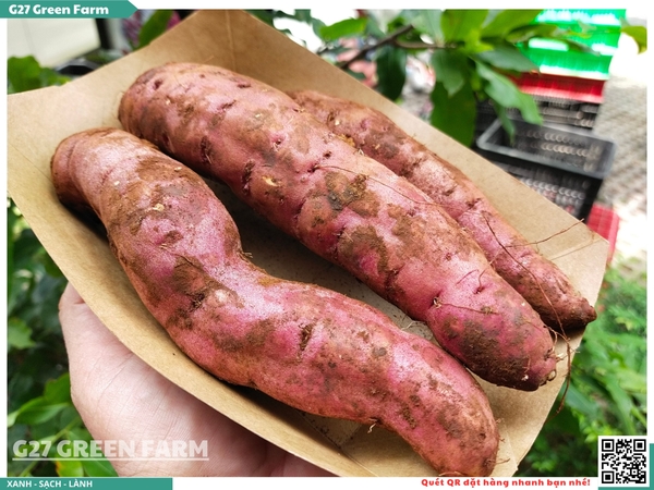 Khoai lang mật Tà Nung - Đà Lạt