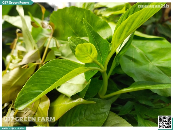 Rau rừng Tây Ninh