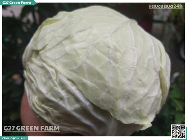 Bắp Cải Đà Lạt