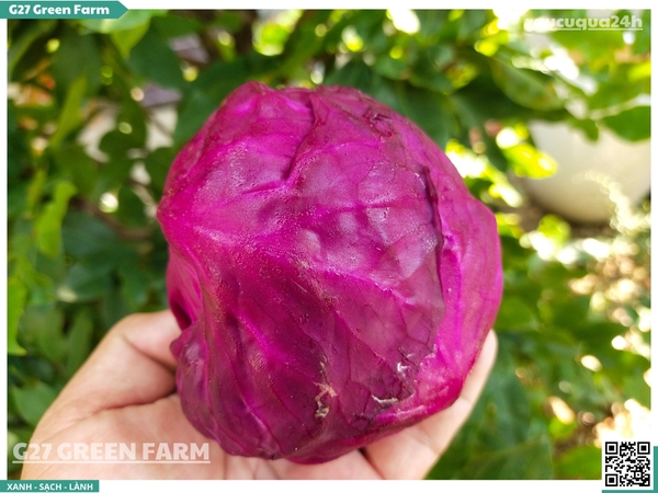 Bắp cải tím Baby