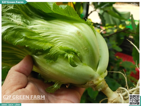 Cải bẹ xanh Đà Lạt