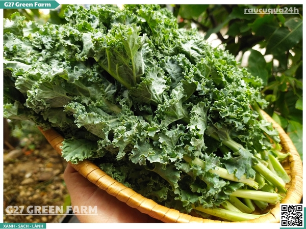 Cải xoăn Kale