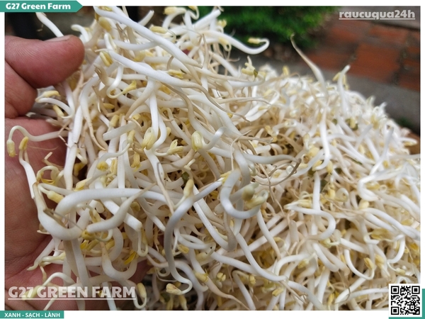 Giá mầm (giá đỗ)