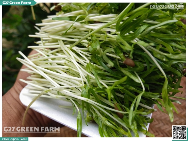 Rau mầm rau muống hạt