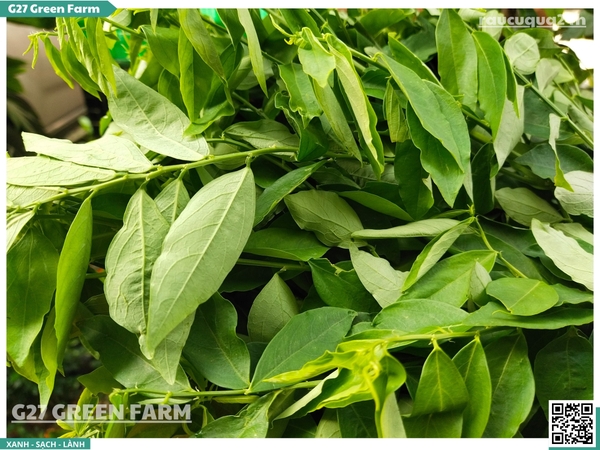 Rau ngót (bồ ngót)