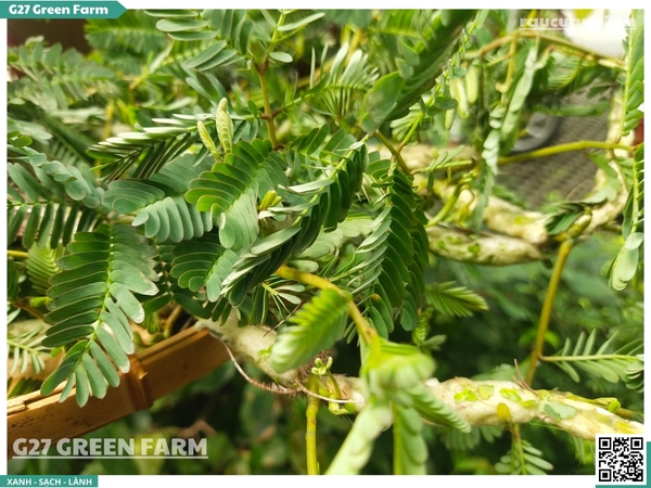 Rau Nhút (rau rút)