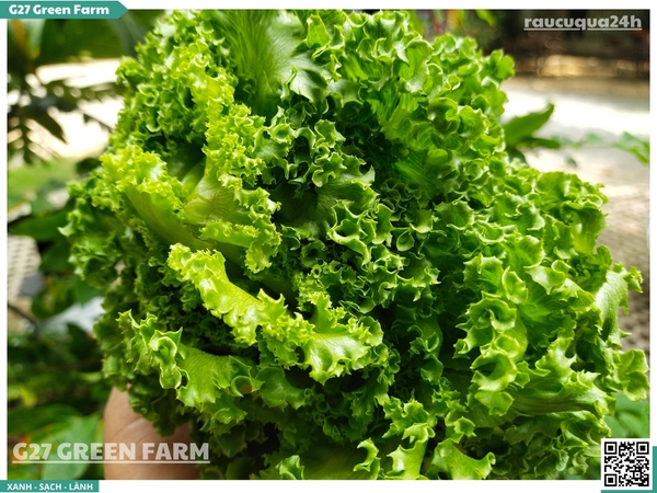 Xà lách thuỷ tinh