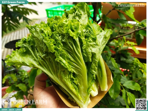 Xà Lách Xoăn (Lollo Bionda / Lollo Rosso)