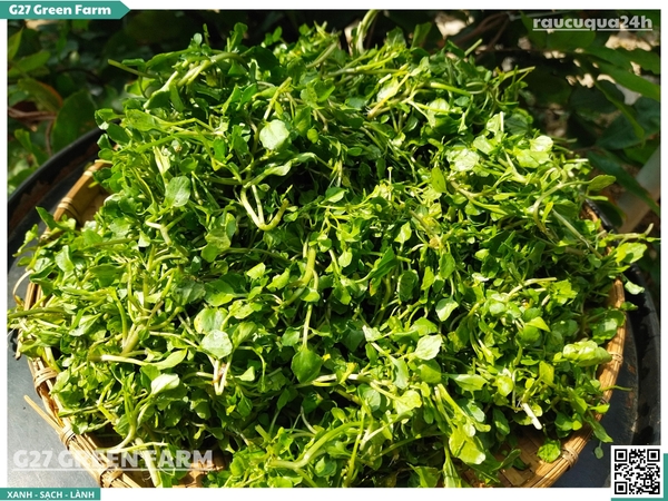 Xà lách xoong nhuyễn