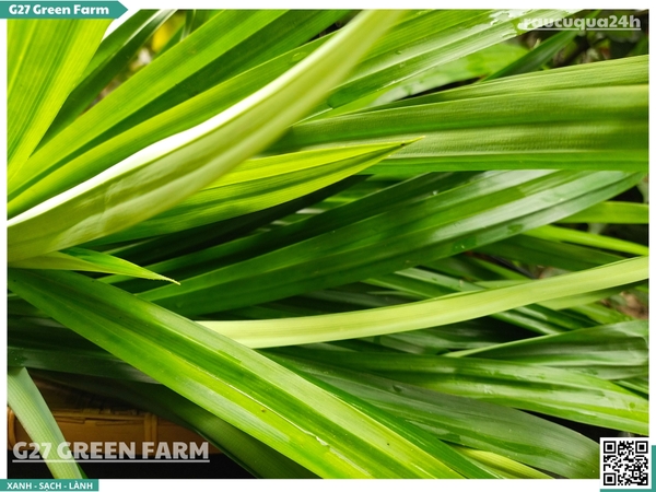 Lá dứa (lá nếp)