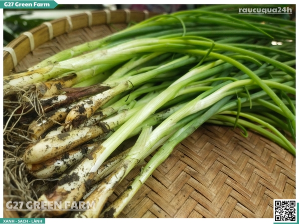 Hành hương (Hành đất) Đà Lạt