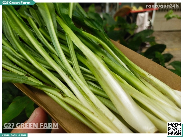 Ngò gai (mùi tàu)