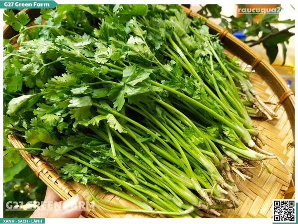 Ngò rí (rau mùi ta)