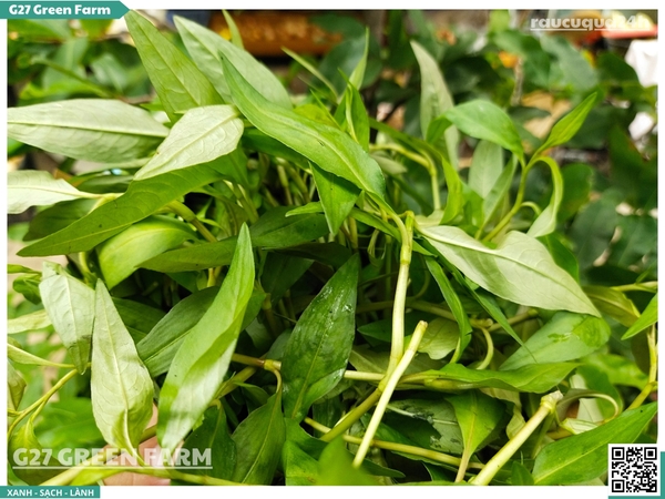 Rau răm miền Tây