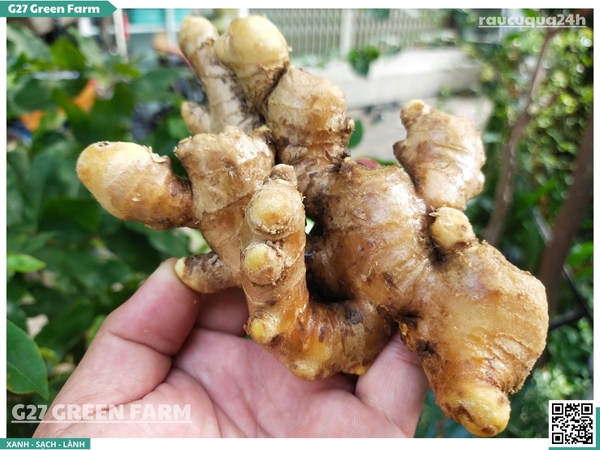 Gừng sẻ (gừng ta)