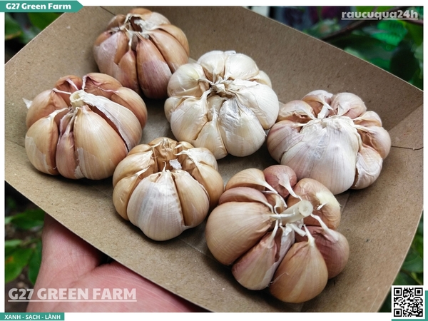 Củ tỏi tép lớn