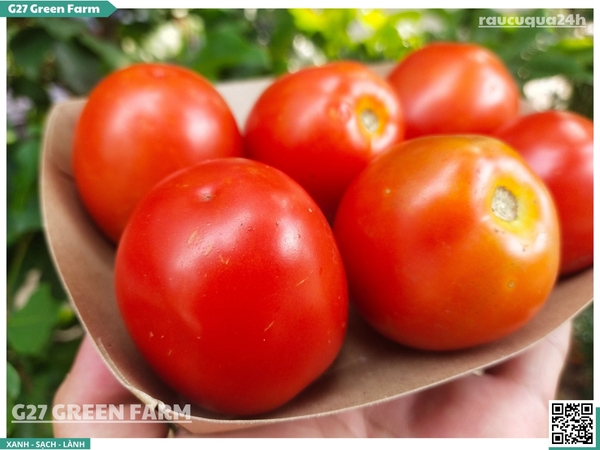 Cà chua rita size 10 - 14 trái /kg