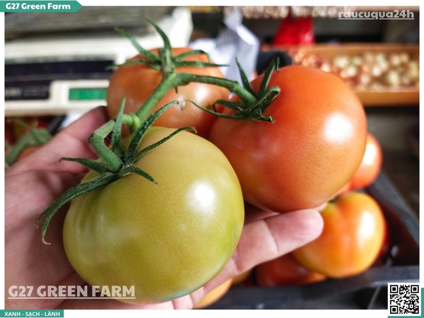 Cà chua beef 120g up