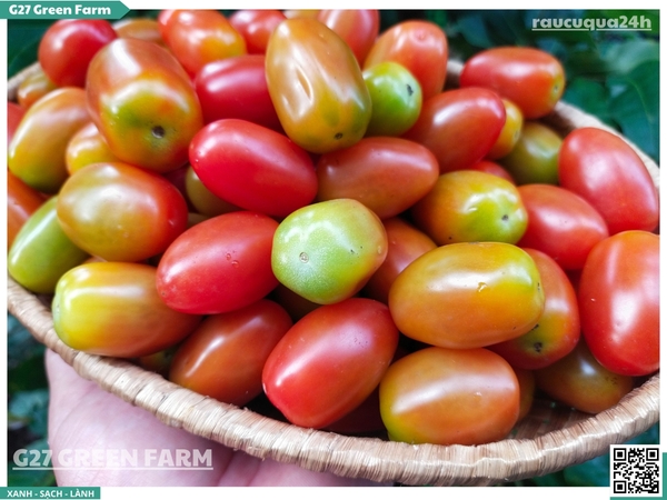 Cà chua bi (cherry) Vip