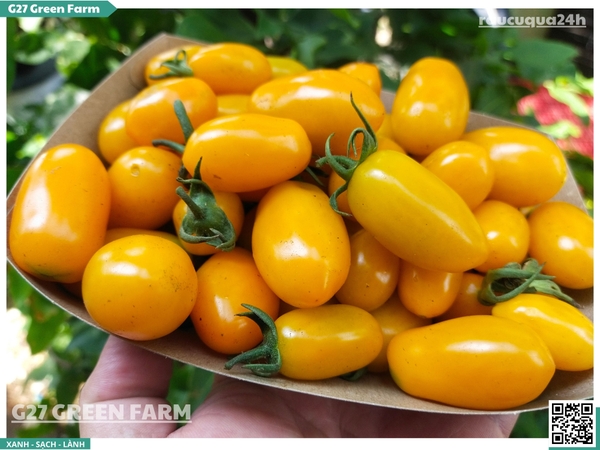Cà chua cherry cam sữa