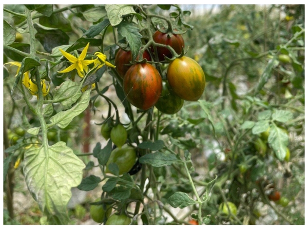 Cà chua cherry socola