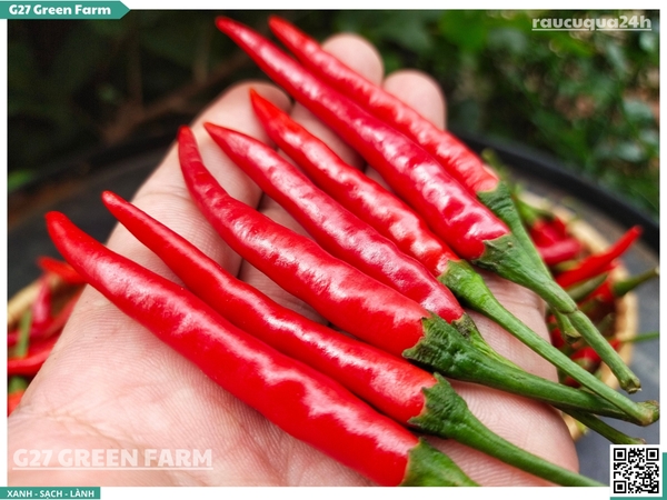 Ớt chỉ thiên đỏ