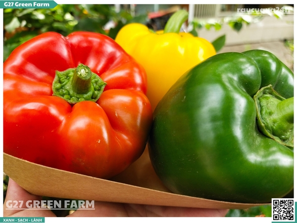 Ớt chuông 3 màu (mix đỏ, vàng, xanh)