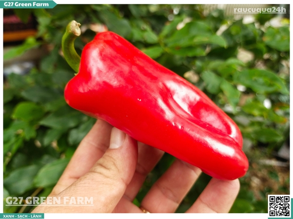 Ớt chuông baby
