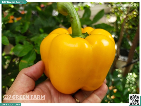 Ớt chuông vàng 150g up