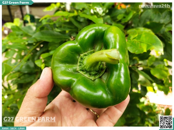 Ớt chuông xanh 120g up