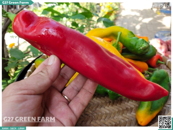 Ớt Palermo loại 2