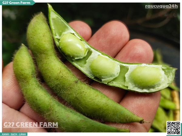 Đậu nành lông Nhật