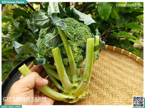 Bông lơ xanh còn cuống lá